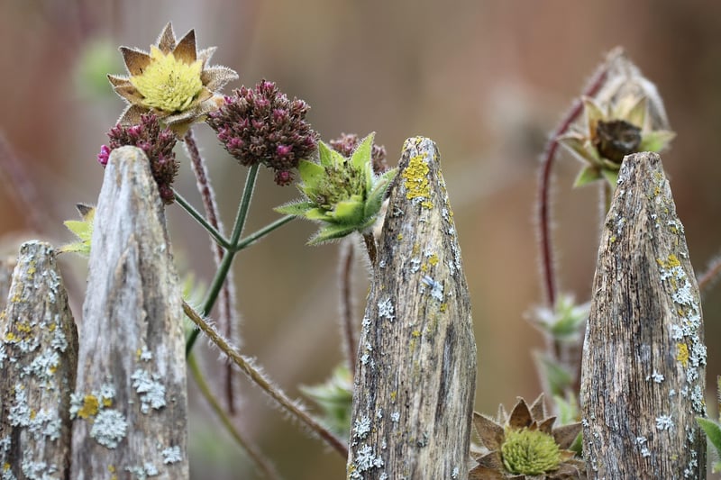 Eco-Conscious Gardening
