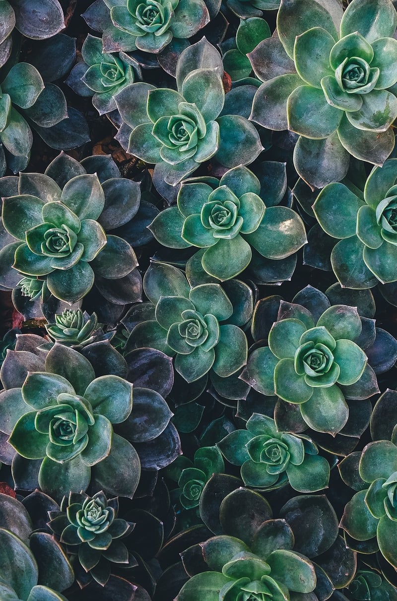 Sustainable DIY Wall Art